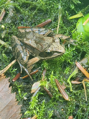 Wood Frog