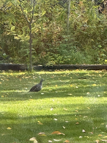 Spruce Grouse