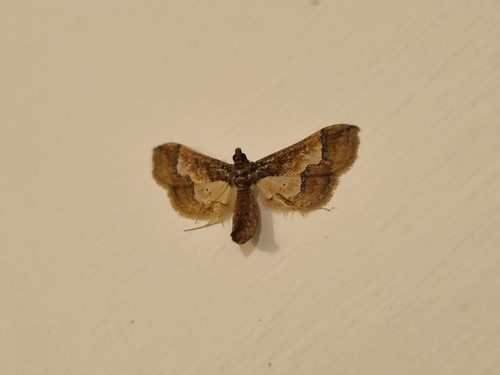 Ornate Hydriris Moth