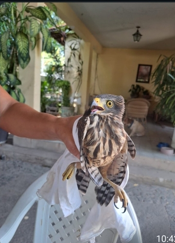 Roadside Hawk