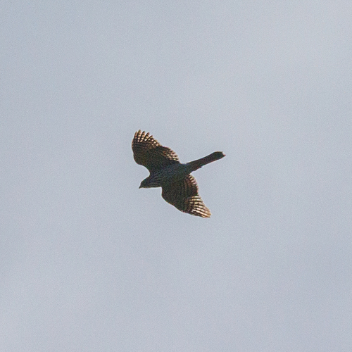 Cooper's Hawk