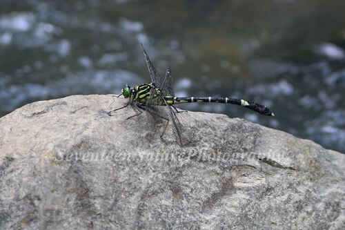 Common Spineleg