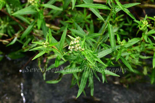 Penthorum chinense