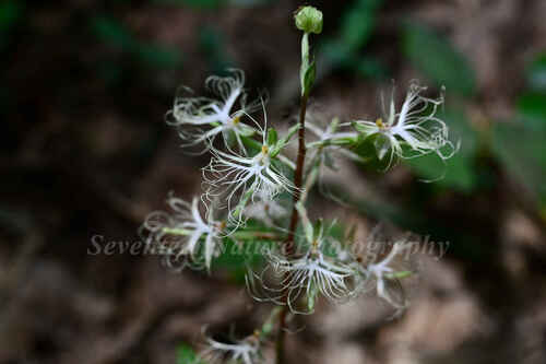 Habenaria polytricha