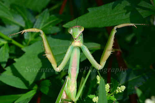 Chinese Mantis