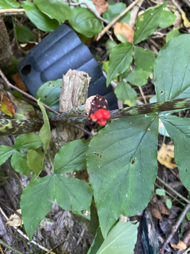 Jack-in-the-Pulpit