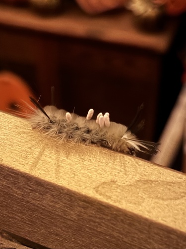 Banded Tussock Moth
