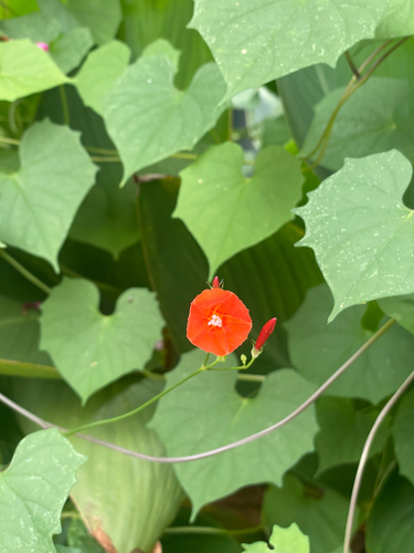 scarlet creeper