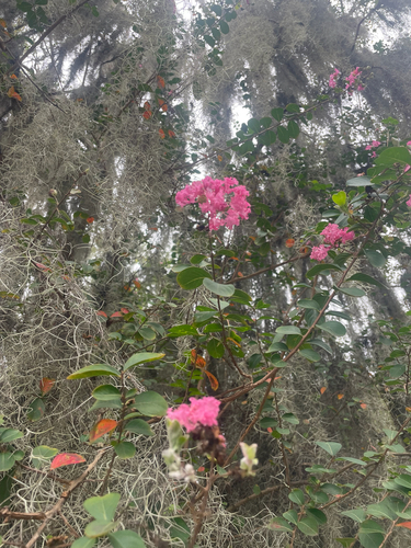 Crape-myrtle
