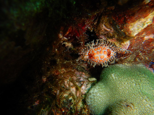 Jenner's cowry