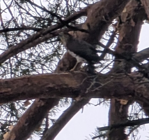 Cooper's Hawk