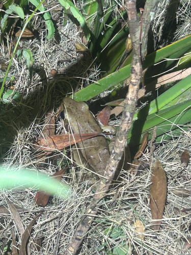 Guenther's Frog
