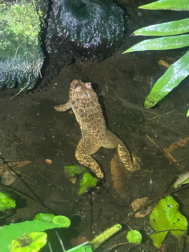 East Asian Bullfrog