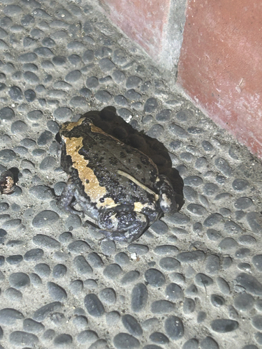 Asian Painted Frog