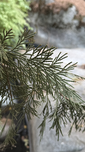 California incense-cedar