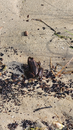 Wood Frog