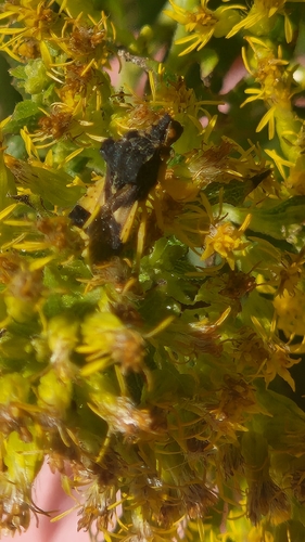 Jagged Ambush Bug