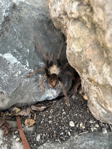 Desert Tarantula