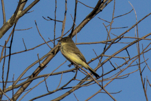 Eastern Phoebe