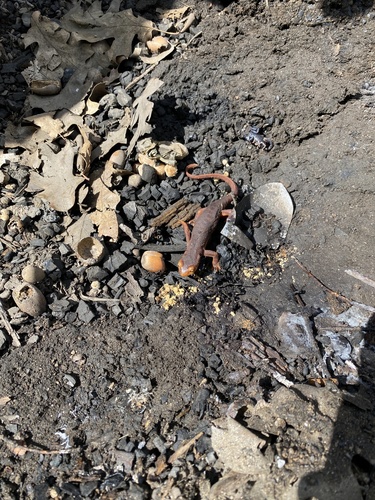iNaturalist observation photo of Sierra Newt