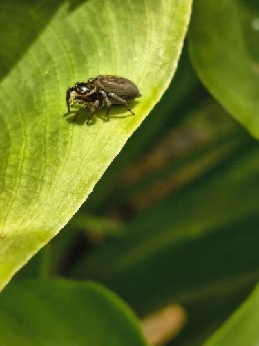White Banded House Jumper