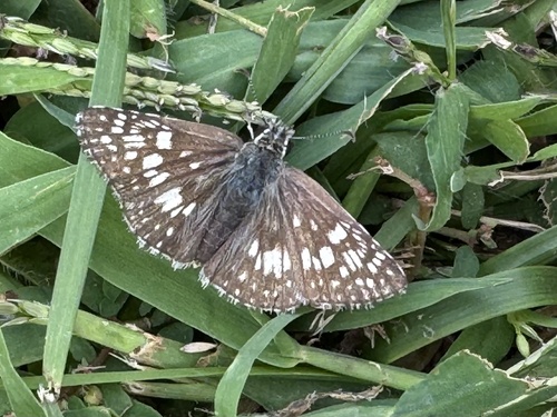 Common Checkered-Skipper