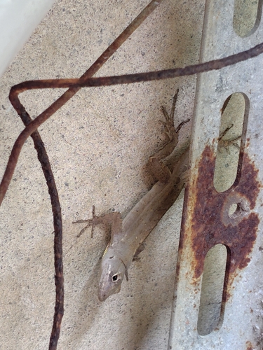 Brown Anole