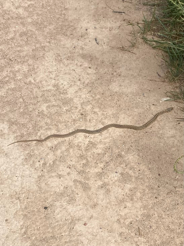 Western Terrestrial Garter Snake