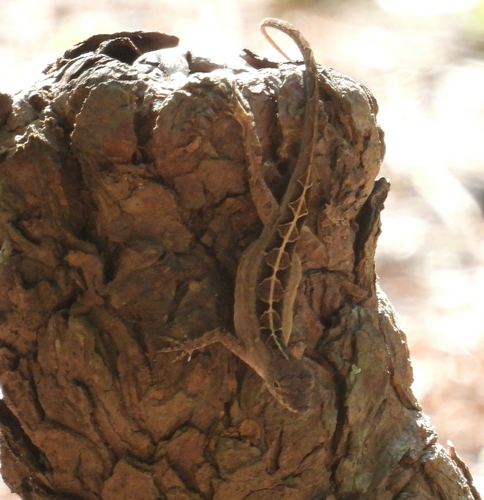 Brown Anole
