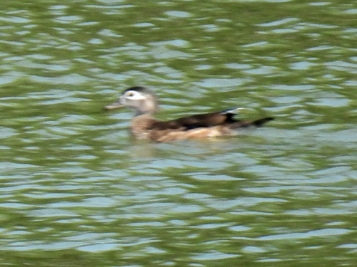 Wood Duck
