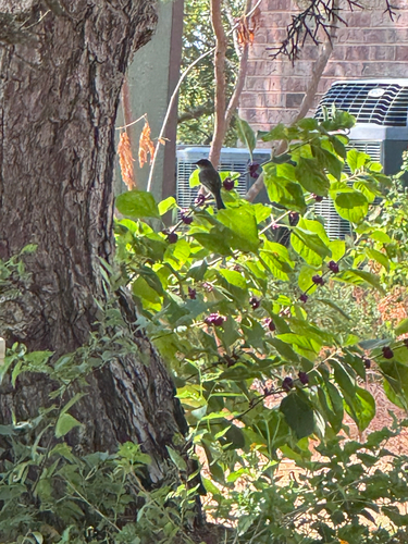 Eastern Phoebe