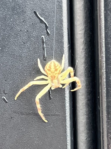 Northern Crab Spider