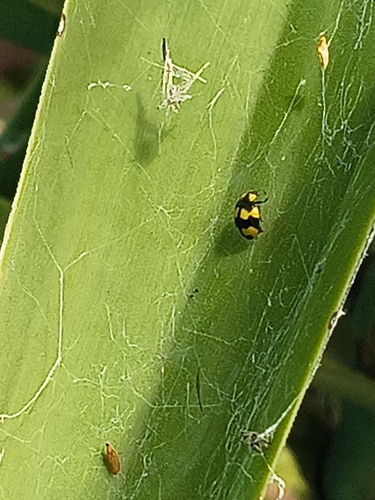 Fungus-eating ladybird