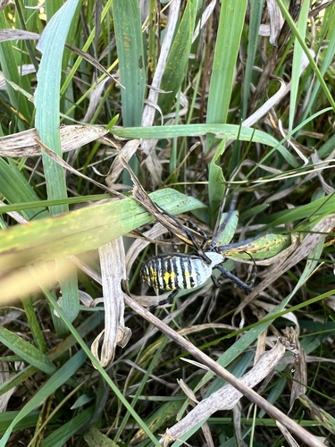 Banded Garden Spider
