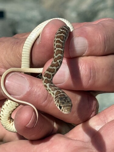 Western Yellow-bellied Racer