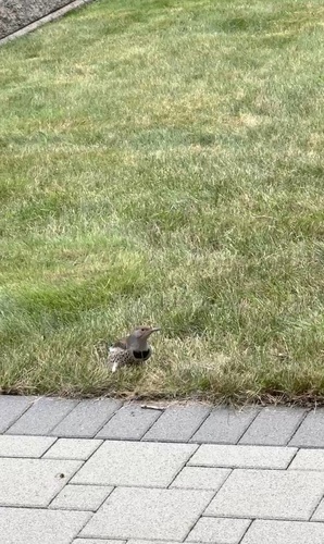 Northern Flicker