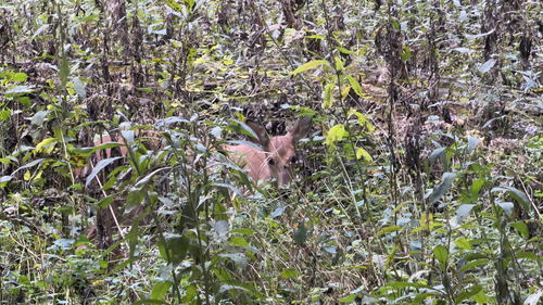 White-tailed Deer