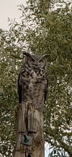 Great Horned Owl