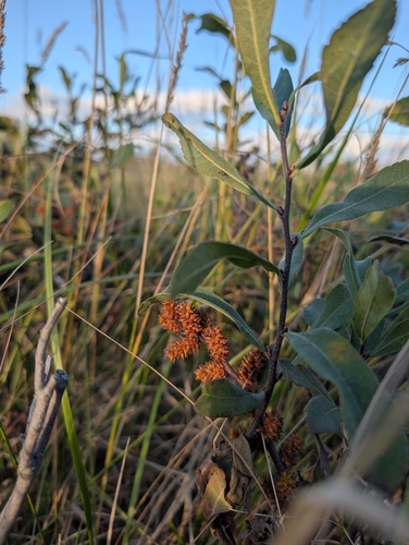 bog myrtle