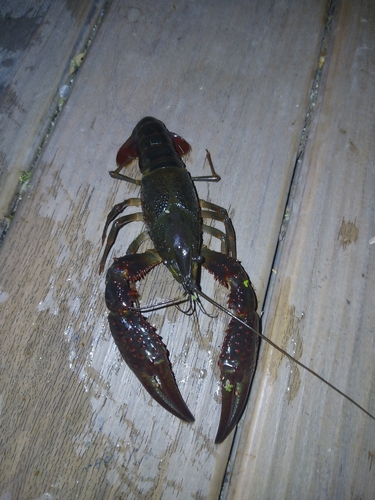 Red Swamp Crayfish