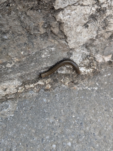 Spirobolus bungii