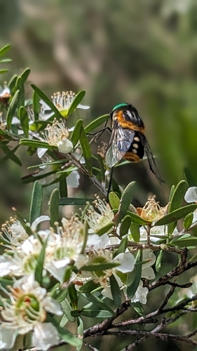 flower-feeding march fly