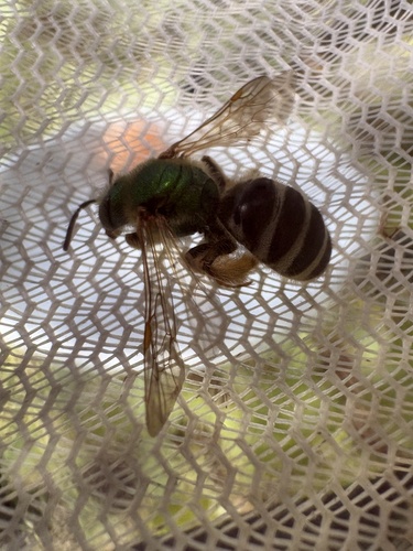 Bicolored Striped Sweat Bee