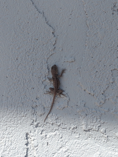 Western Fence Lizard