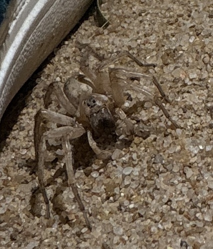 Allocosa senex