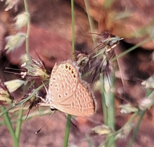 Jewelled Grass-blue