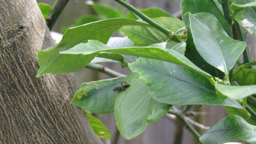 Garden soldier fly