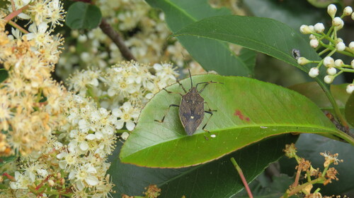 Brown Shield Bug