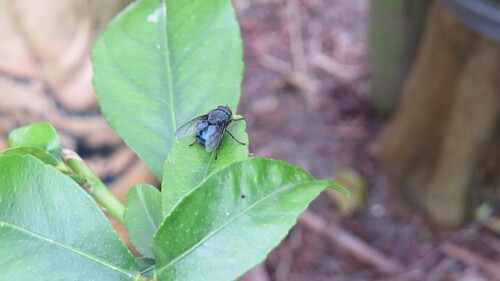 Blue Blowfly