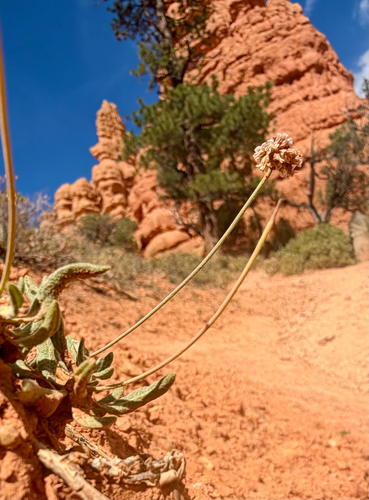 Eriogonum panguicense panguicense